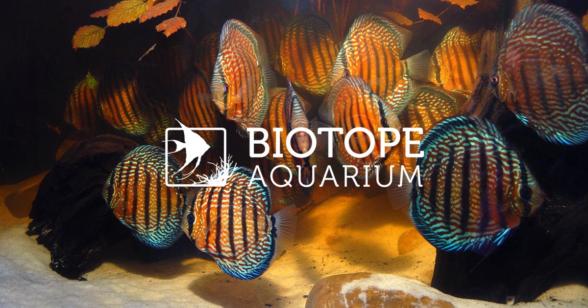 biotopeaquariumproject.com