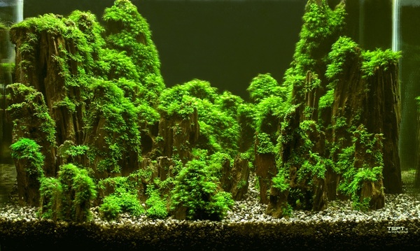 004_dsc01972-jpg.259952