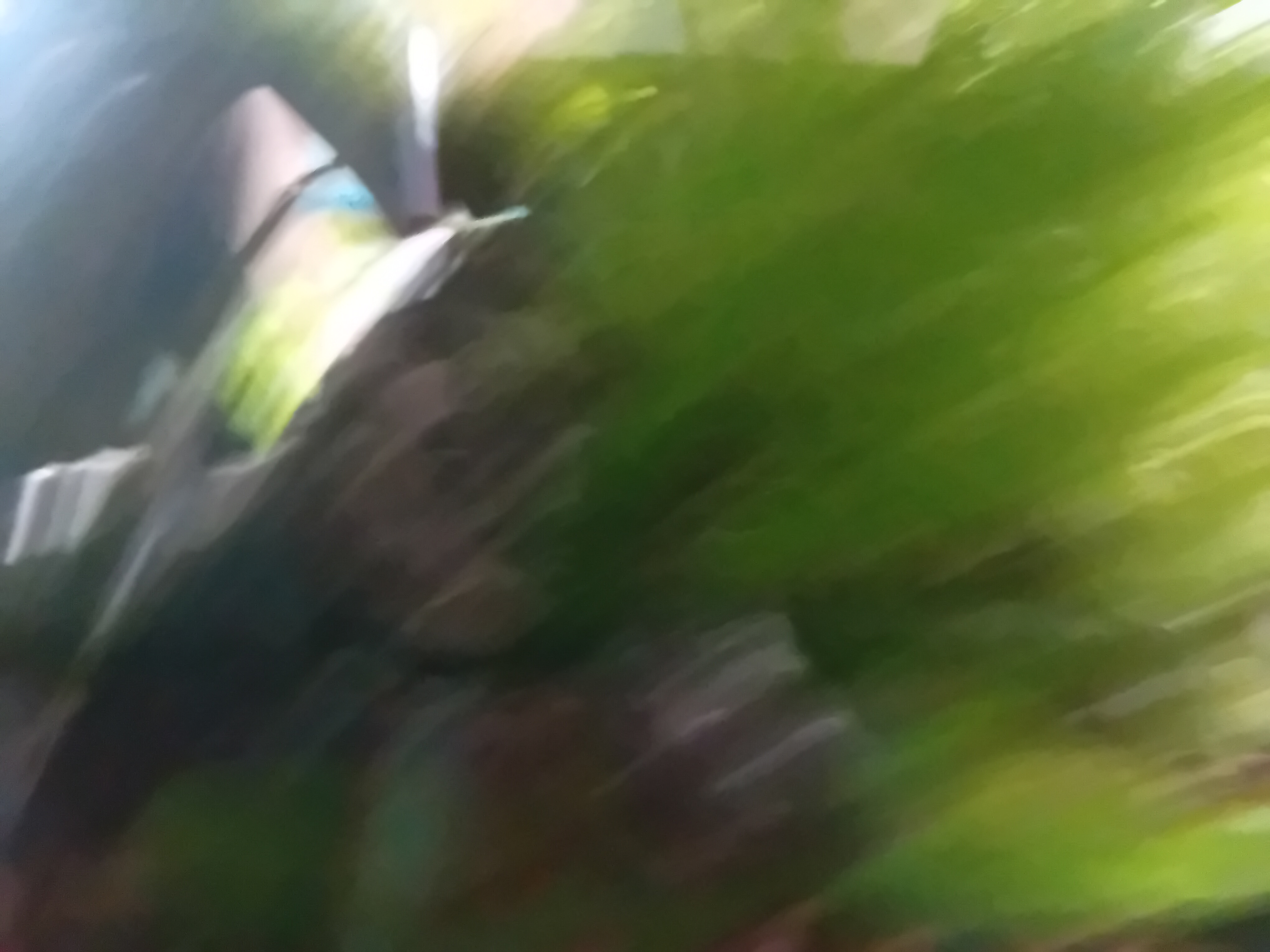 1000019007.jpg