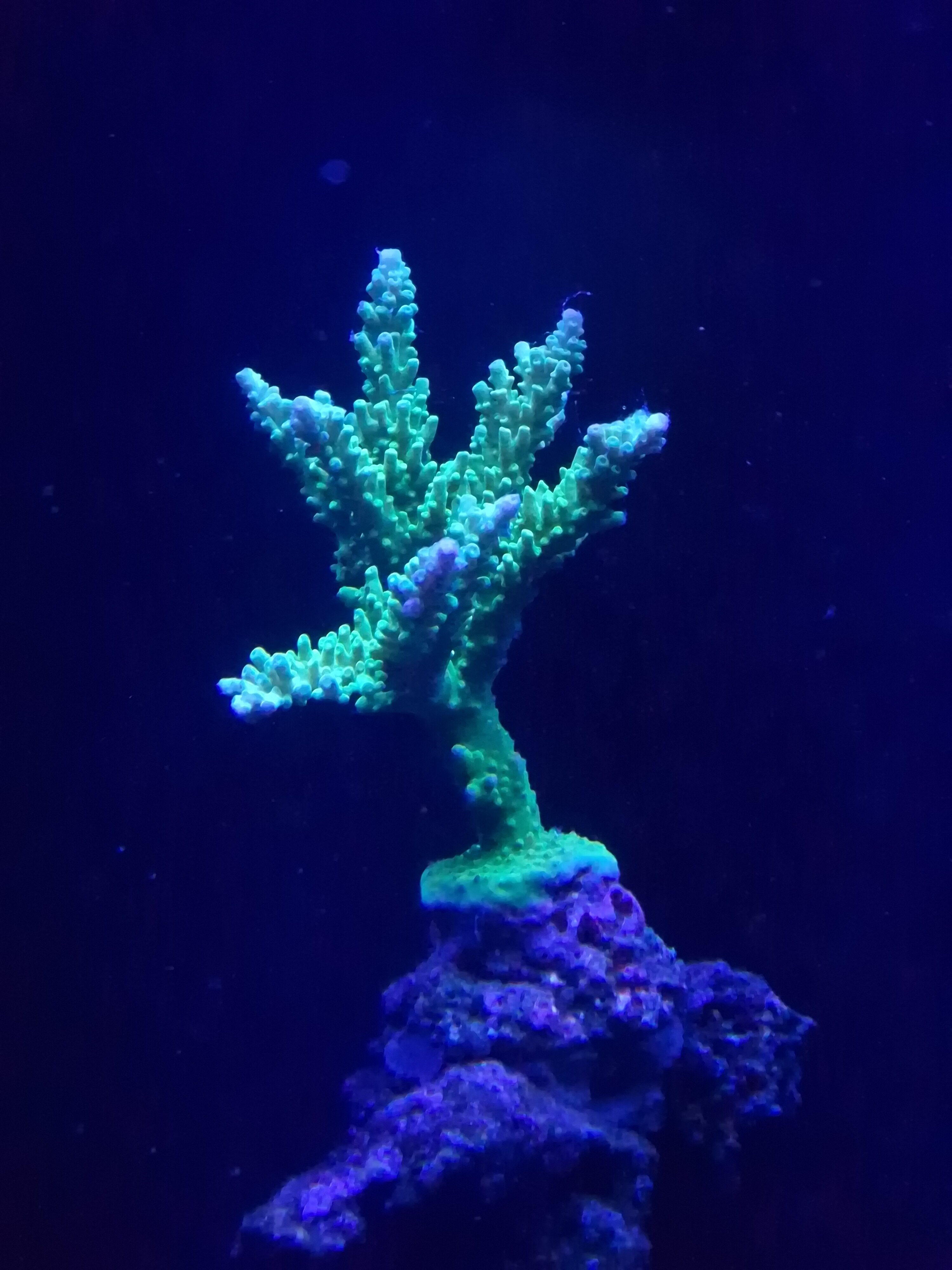 1000044143-jpg.376680