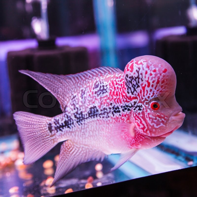 Persona crisis werknemer Flowerhorn Cichliden | AquaForum