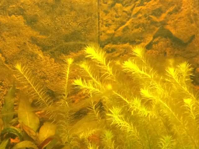 113364tamara1988_0_82_aquarium_25.jpg