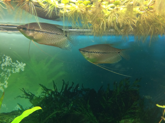 116654aquaria17_0_84_image6.jpg