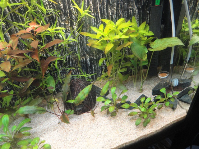 117796martinc_0_85_aquariu.jpg