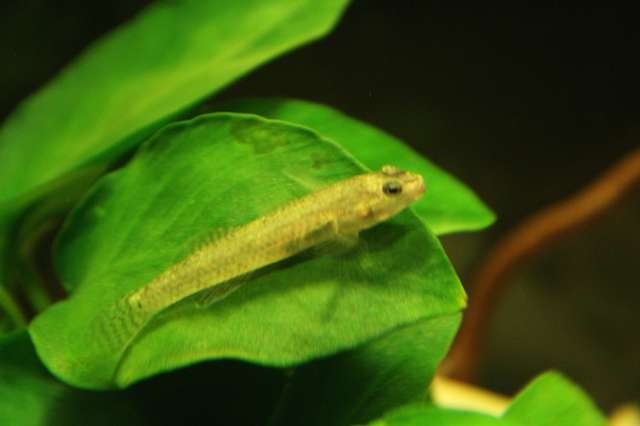 118222jdjfish_0_82_img_0286.jpg