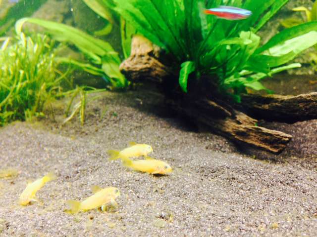 118623_0_82_corydoras_11.jpg