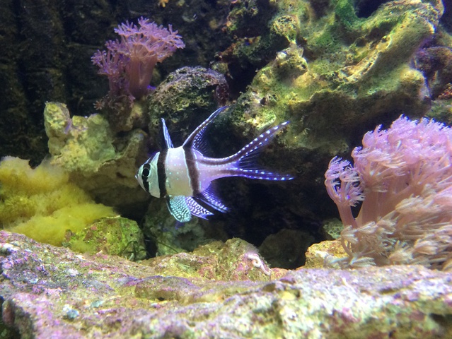 119357aquaria17_0_84_image1_1.jpg