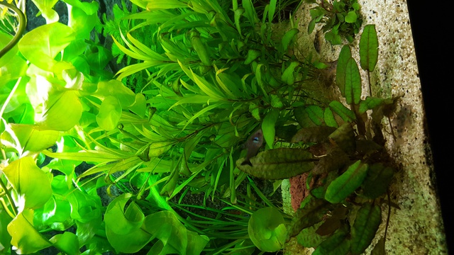 121799ricky697_0_85_aquariu.jpg