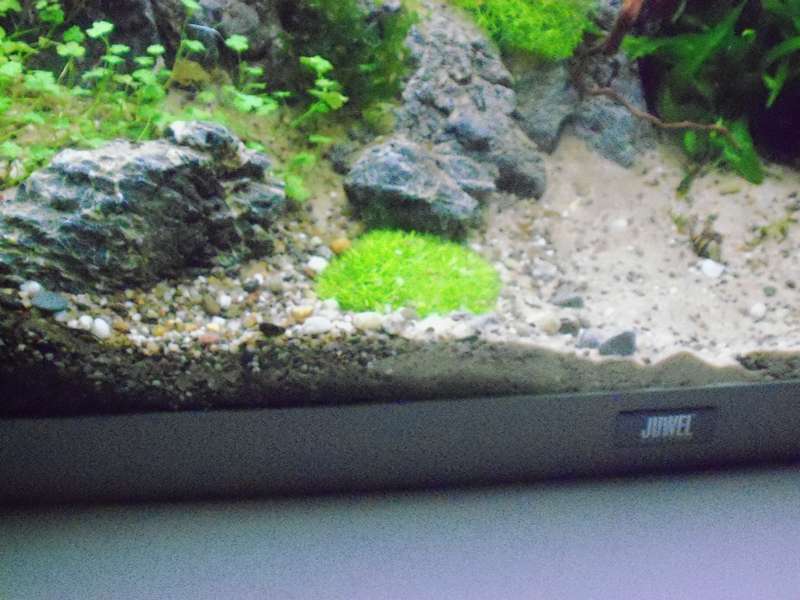 123392deplantenman_0_82_foto_aquarium_005.jpg