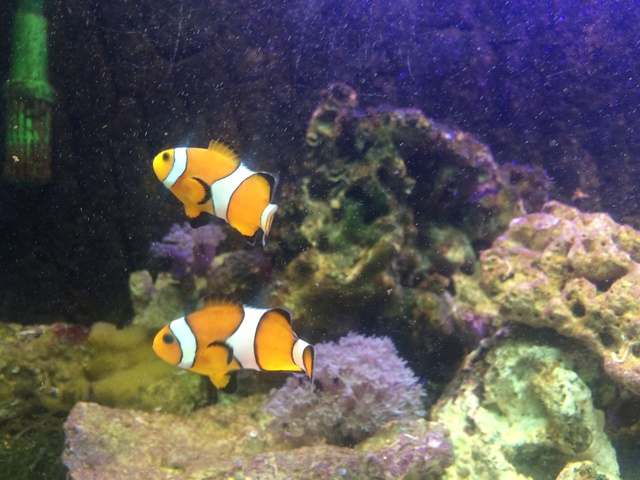 123494aquaria17_0_84_image4.jpg