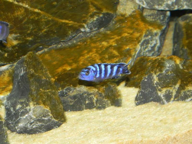 125159_0_82_demasoni_3.jpg