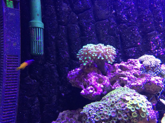 125639aquaria17_0_84_image1_1.jpg