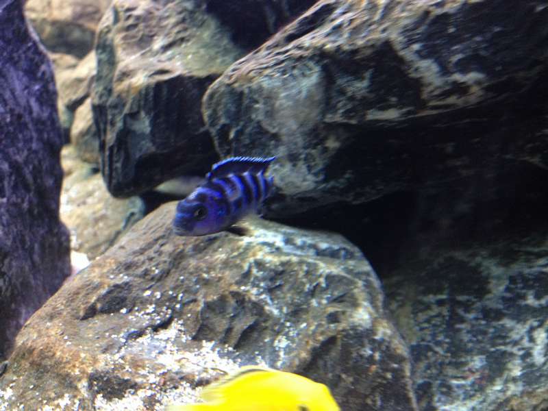 127219_0_82_demasoni_alive1.jpg