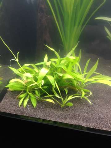 127379_0_82_plantje.jpg