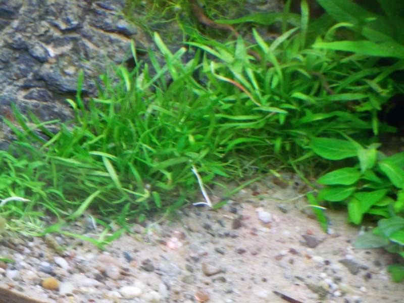 128559deplantenman_0_82_3614_planten_013.jpg