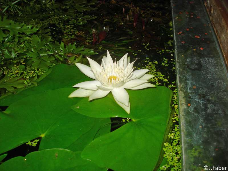 132875_0_82_faber_nymphaea_glandulifera.jpg