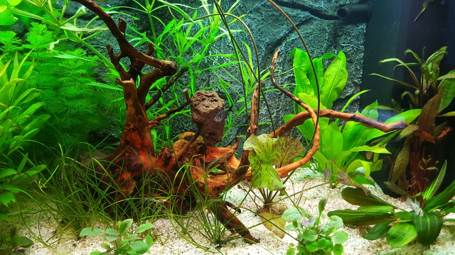 134824ricky697_0_85_aquariu.jpg