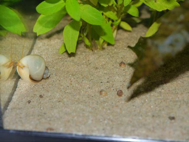 137341_0_82_aquariums_dec_13_054.jpg