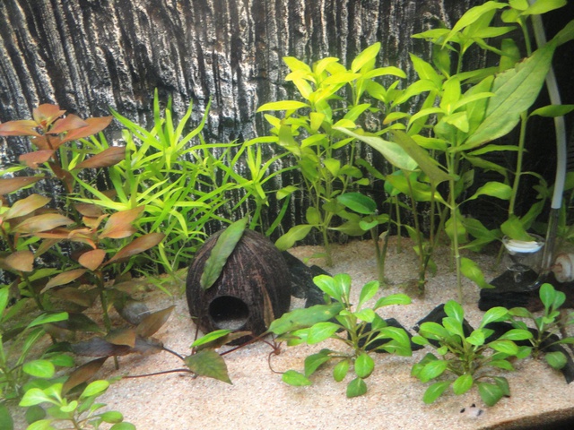 143262martinc_0_85_aquariu.jpg