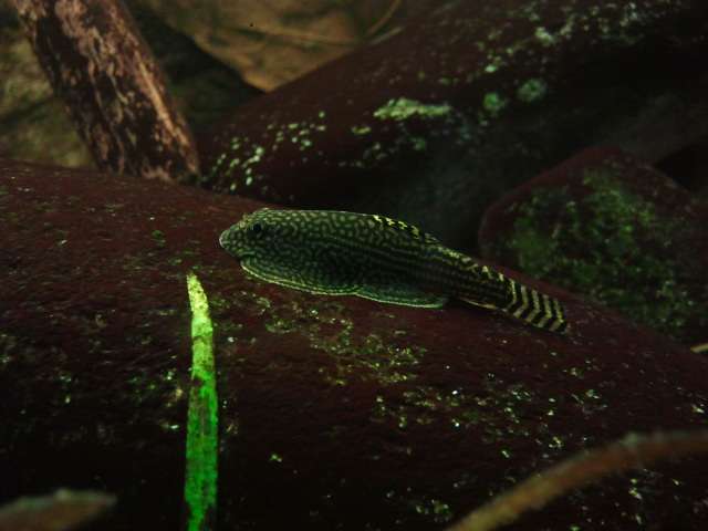 143695_0_82_sewellia3.jpg