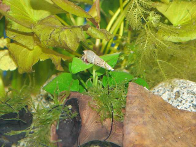 145594_0_82_tropisch_aquarium_okt_13_031.jpg