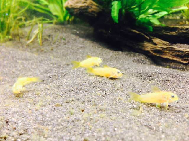 148782_0_82_corydoras_12.jpg