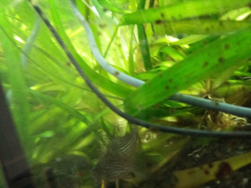 149172geert1996_0_85_aquariu.jpg