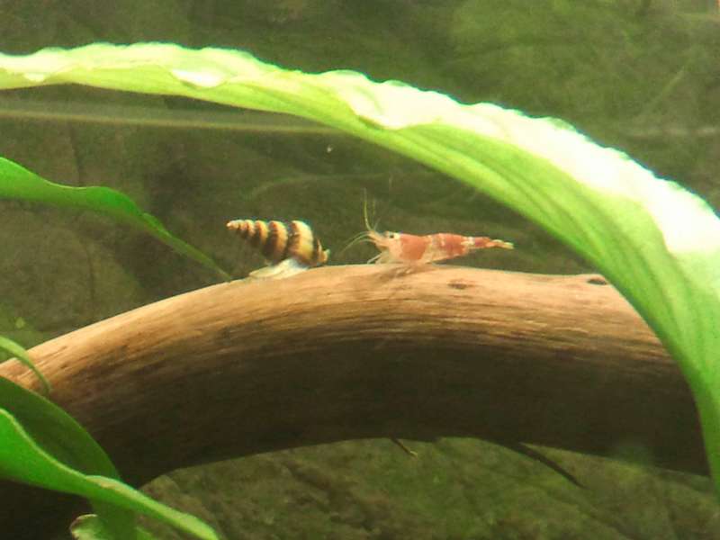 149893_0_82_slakshrimp.jpg