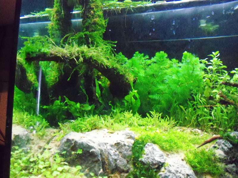 155671deplantenman_0_82_foto_aquarium_010.jpg