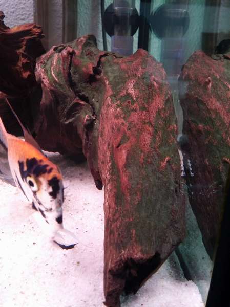 156678blup28_0_82_cam00343.jpg