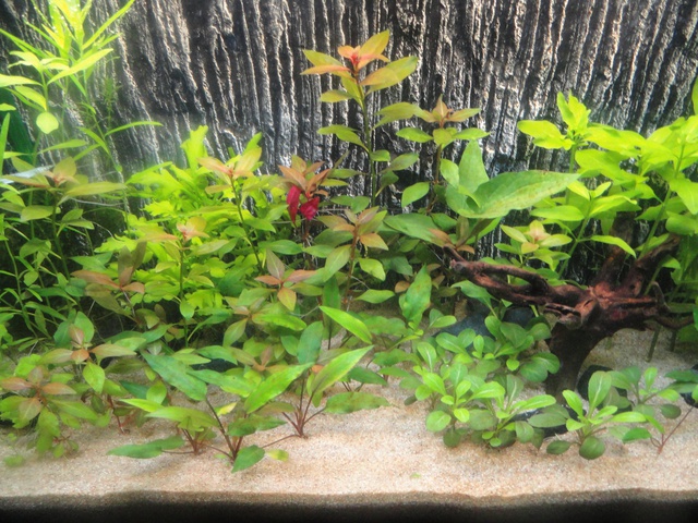 158345martinc_0_85_aquariu.jpg