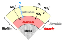 16275,225x,biofilm_nitrification.jpg