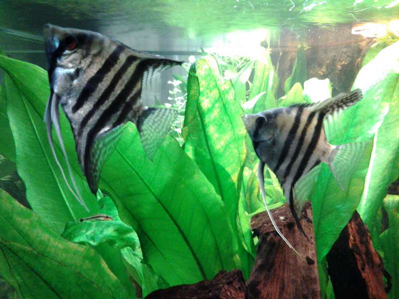 165561_0_82_20140730_185619.jpg