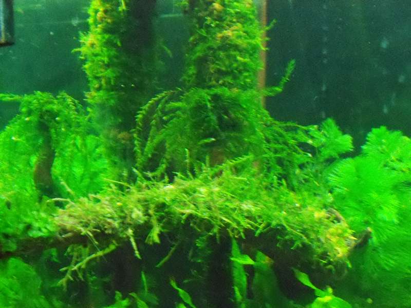 165668deplantenman_0_82_foto_aquarium_007.jpg