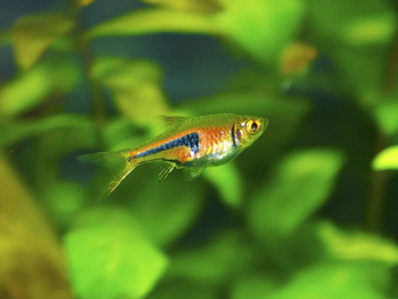 165732butternutsquash_0_82_rasbora_hengeli.jpg