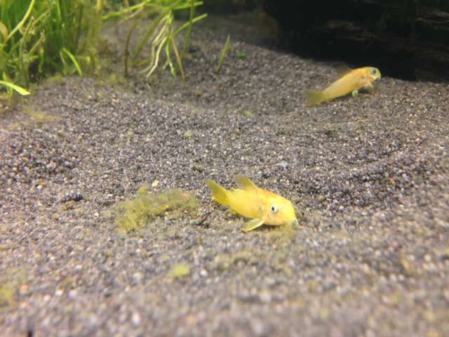 166769_0_82_corydoras_3.jpg