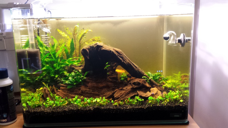 168714catcorp_0_85_aquarium_nieu.jpg