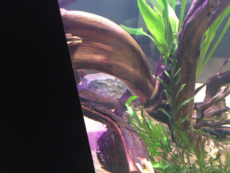 177564tuinkabouter_0_85_guppenbakke.jpg