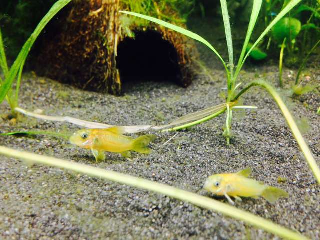 183531_0_82_corydoras_9.jpg