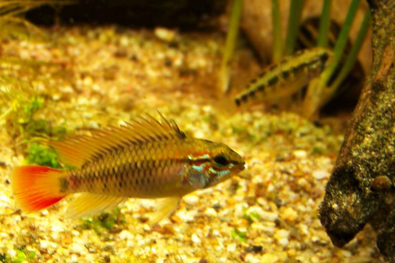 187519toorn_0_82_apistogramma_macmasteri_toorn_2.jpg