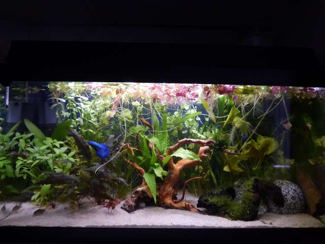 191533_0_82_tropisch_aquarium_okt_13_014.jpg