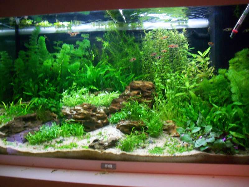 194184deplantenman_0_82_3614_planten_003.jpg