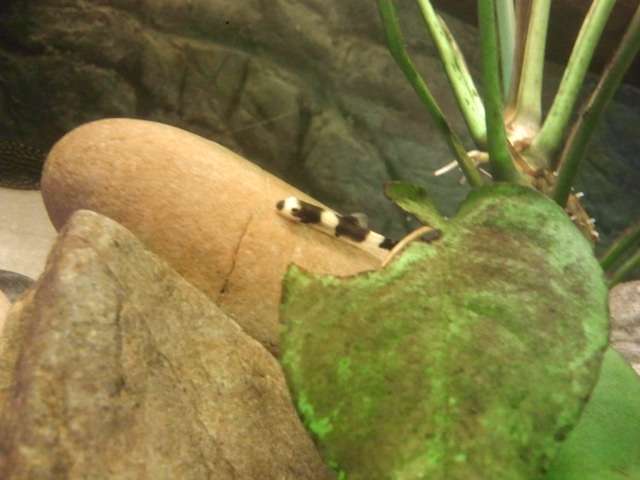 195328_0_82_panda5.jpg