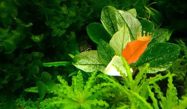 196298backplay_0_84_anubias_orange_01_kroon.jpg