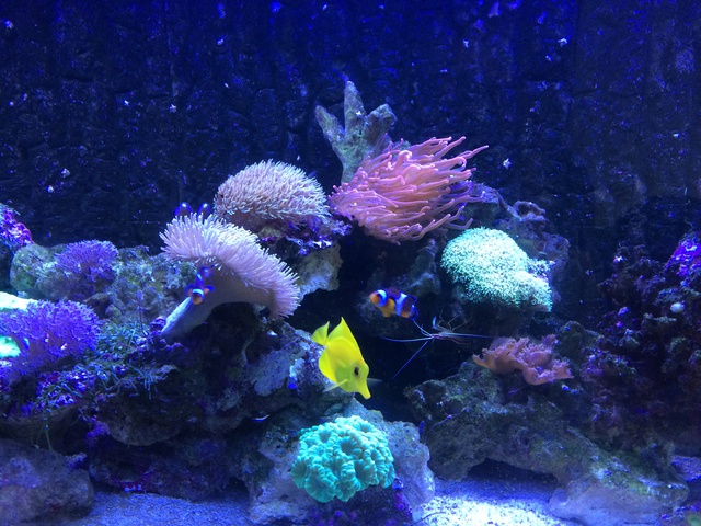 196338aquaria17_0_84_image2.jpg