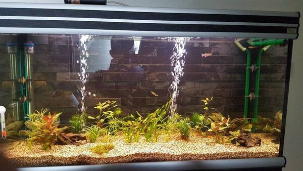 1e bewoners - 3 luipaard Danio's 11-09-2017.jpg