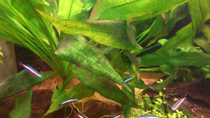1plant1.jpg