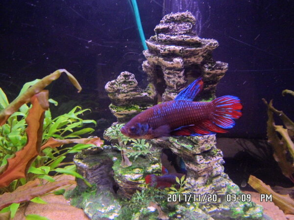 20 november 2017 483.JPG