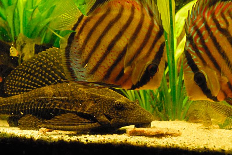 20071004 discus 1.jpg