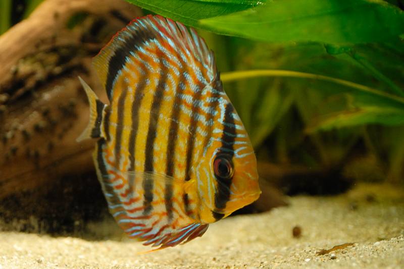 20080420 discus.2.jpg